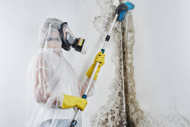 Best Emergency Mold Removal  in Washington Heights, NY