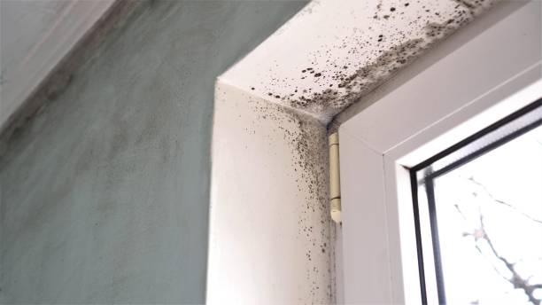 Best Mold Removal Specialists  in Washington Heights, NY