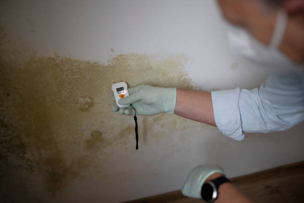 Best Crawl Space Mold Removal  in Washington Heights, NY