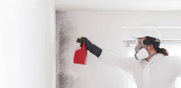 Best Toxic Mold Removal  in Washington Heights, NY