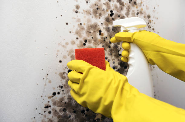 Best Professional Mold Removal  in Washington Heights, NY