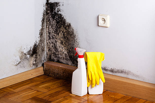 Best Local Mold Removal Service  in Washington Heights, NY