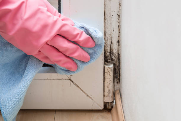 Best Commercial Mold Removal  in Washington Heights, NY